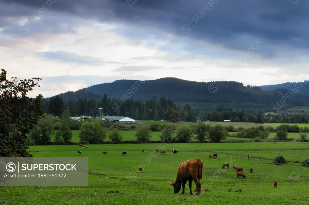 Cows graze in a field near Cowichan Station near Duncan, BC.