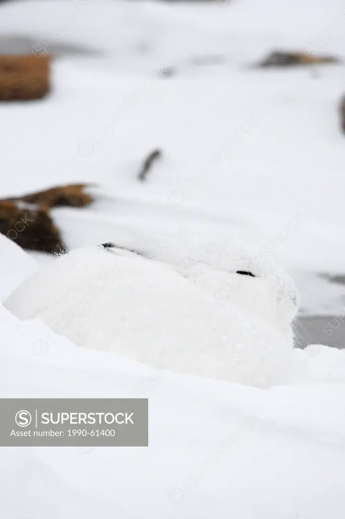 Arctic hare Lepus arcticus, or polar rabbit in a winter blizzard in the Canadian arctic