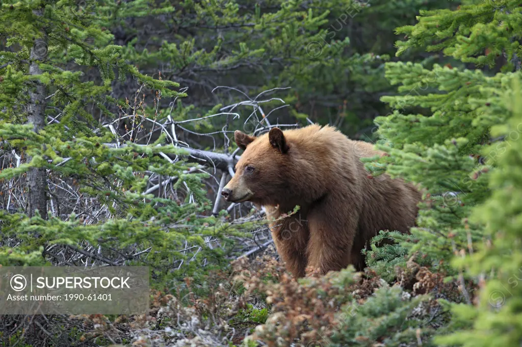 Cinnamon coloured black bear Ursus americanus