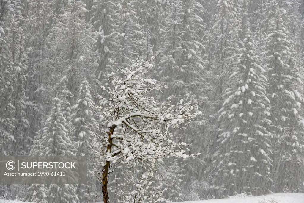 Spring snowstorm in a meadow bounded by pine trees_ townsite of Banff, Alberta, Canada