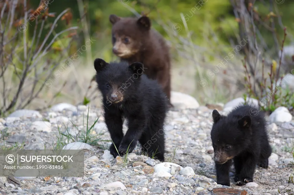 Black bear Ursus americanus cub triplets, Jasper National Park, Alberta, Canada