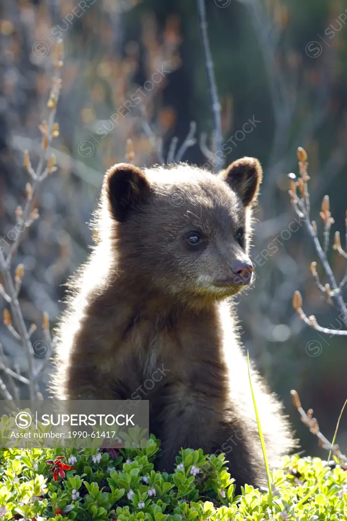 Tiny black bear cub Ursus americanus