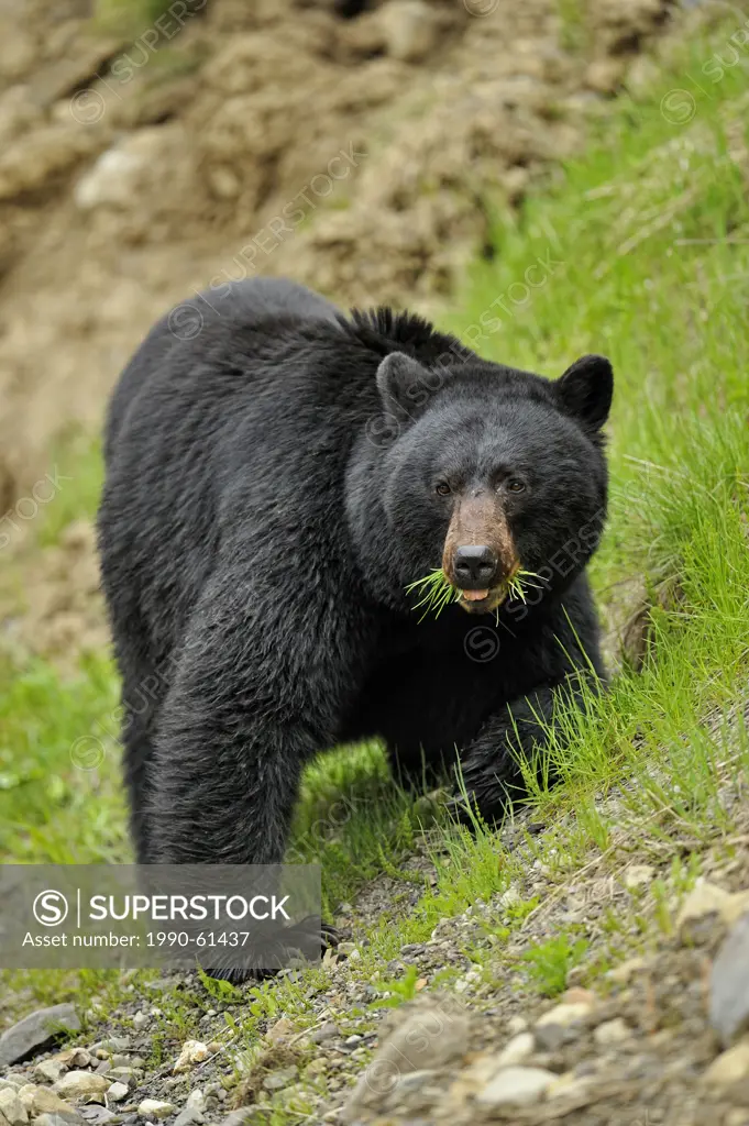 American Black bear Ursus americanus Foraging for dandelions and grass in springtime