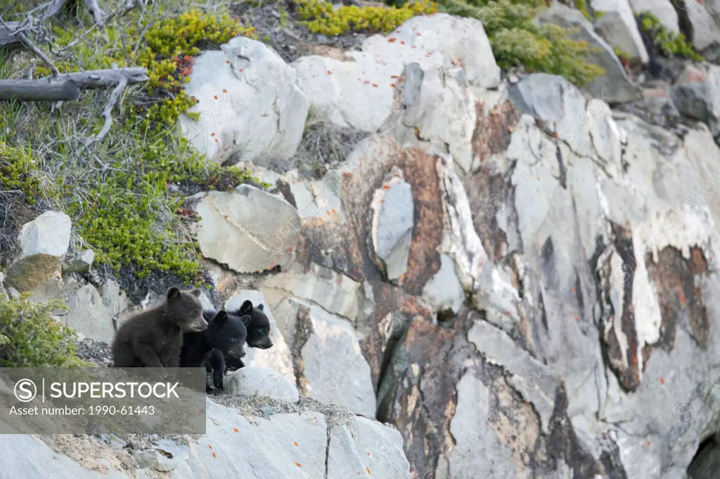Black bear Ursus americanus cub triplets, Jasper National Park, Alberta, Canada