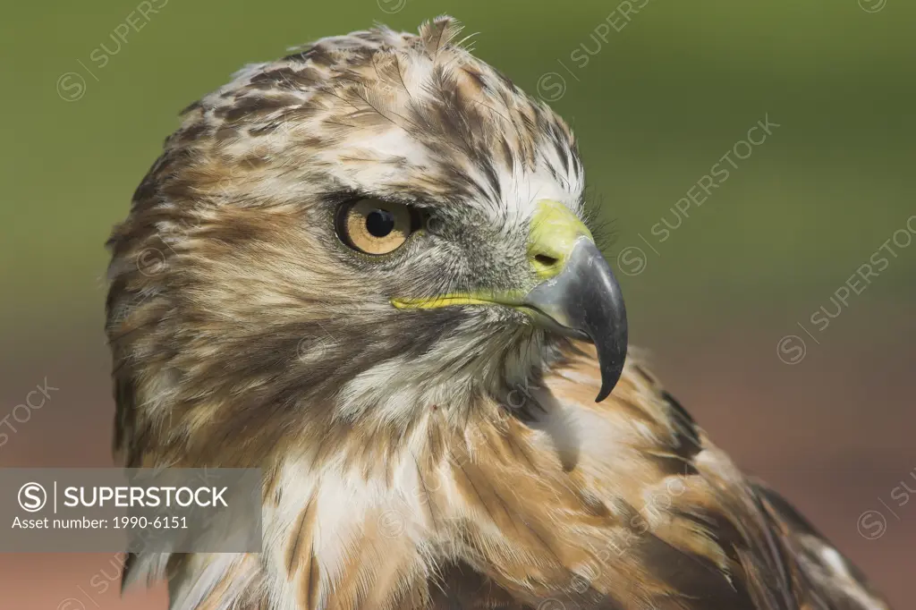Red-tailed Hawk head detail, British Columbia, Canada