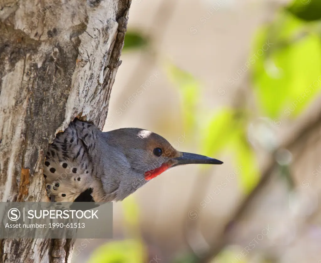 Northern Flicker Colaptes auratus in her nest in the Cariboo region of British Columbia