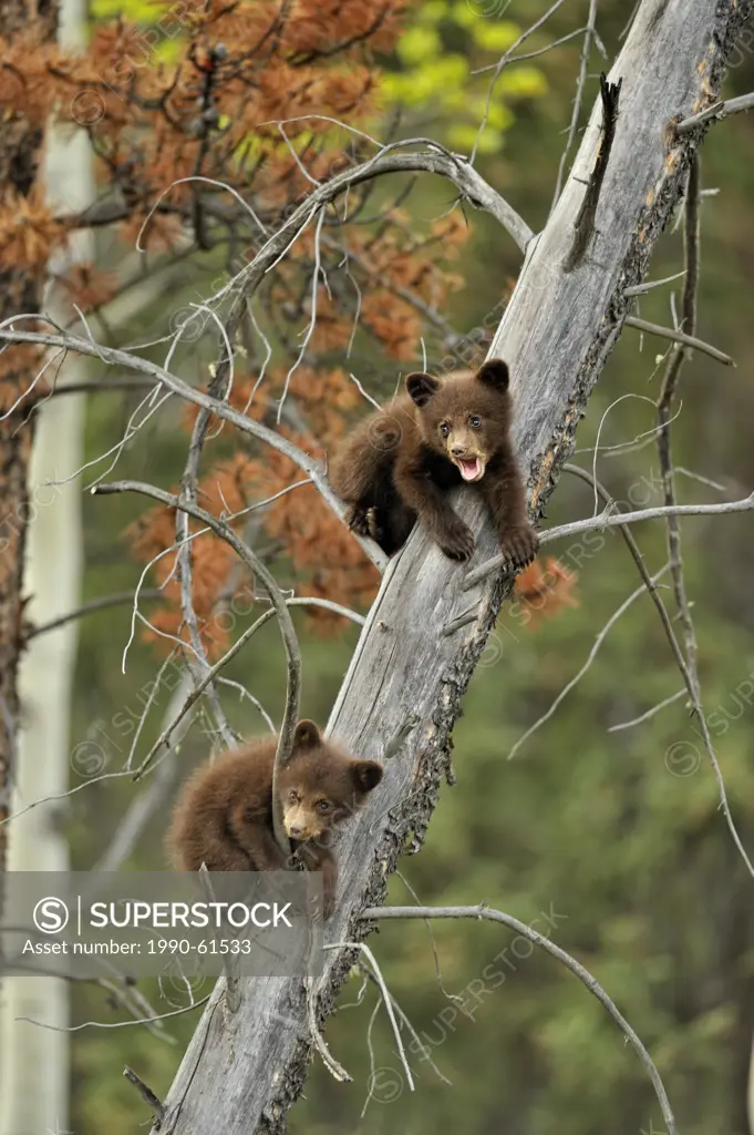 American Black bear Ursus americanus Two young cubs playing in the safety of a dead snag