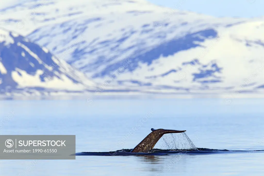narwhal, or narwhale, Monodon monoceros, is a medium_sized toothed whale tail fluke in Baffin Bay with Bylot Island in the background, Nunavut, Canada...