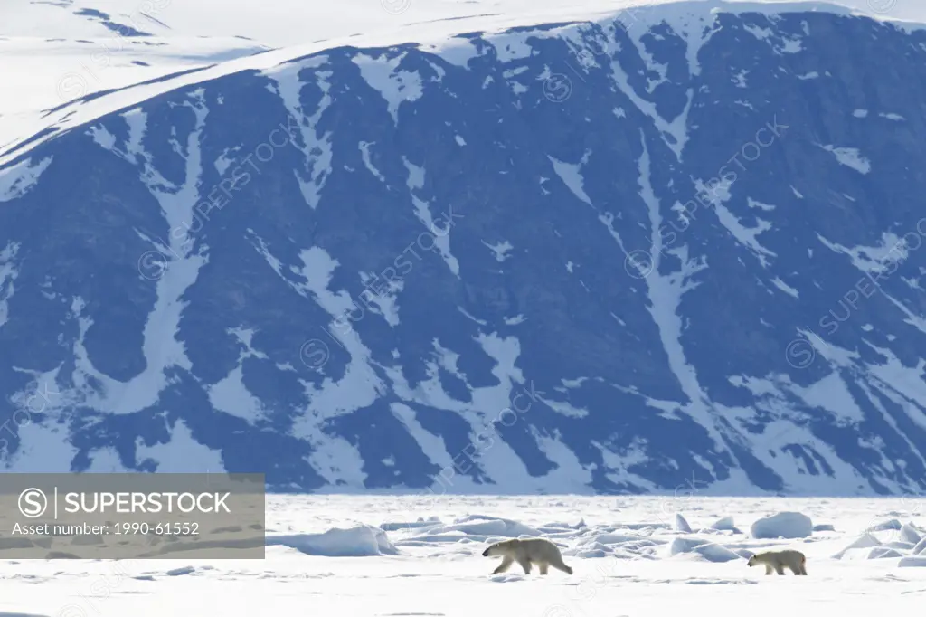 Polar bear Ursus maritimus mother and cub on the arctic ice in Baffin Bay on the Arctic Ocean north of the towering mountains of Baffin Island, Nunavu...