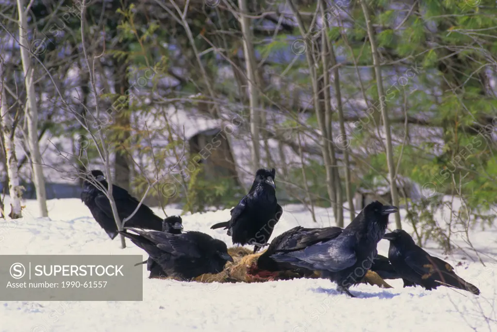Common Raven Corvus corax Adults & White_tailed Deer Odocoileus virginianus Carcass, Winter, Ontario, Canada.