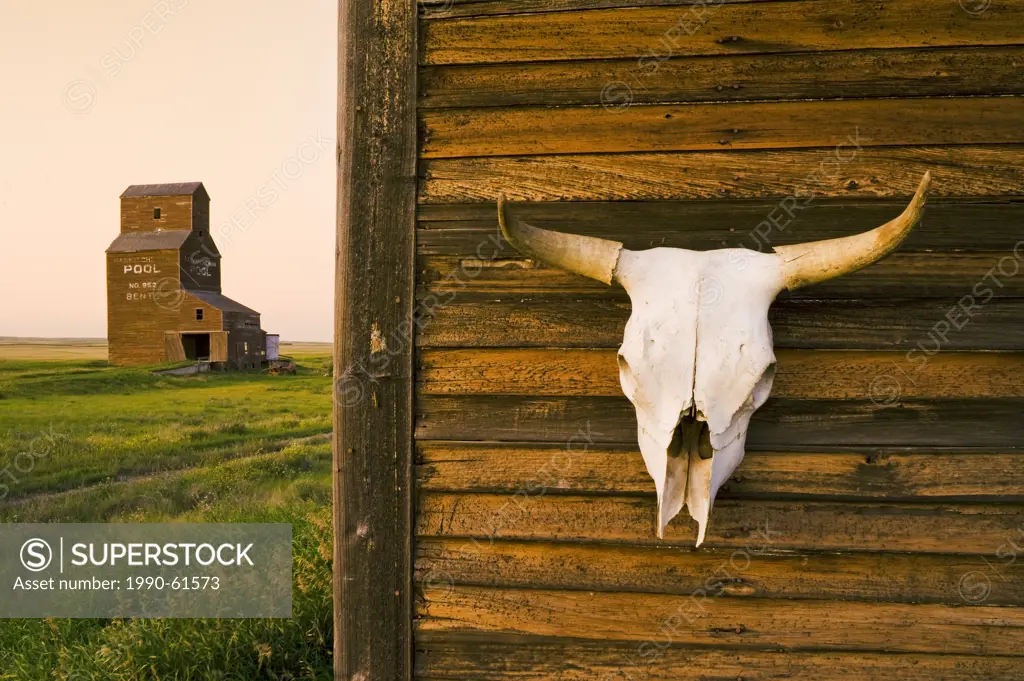 old house with cow skull, grain elevator in the background, abandoned/ghost town of Bents, Saskatchewan, Canada