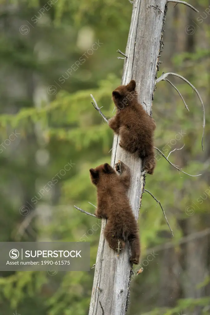 American Black bear Ursus americanus Two young cubs playing in the safety of a dead snag