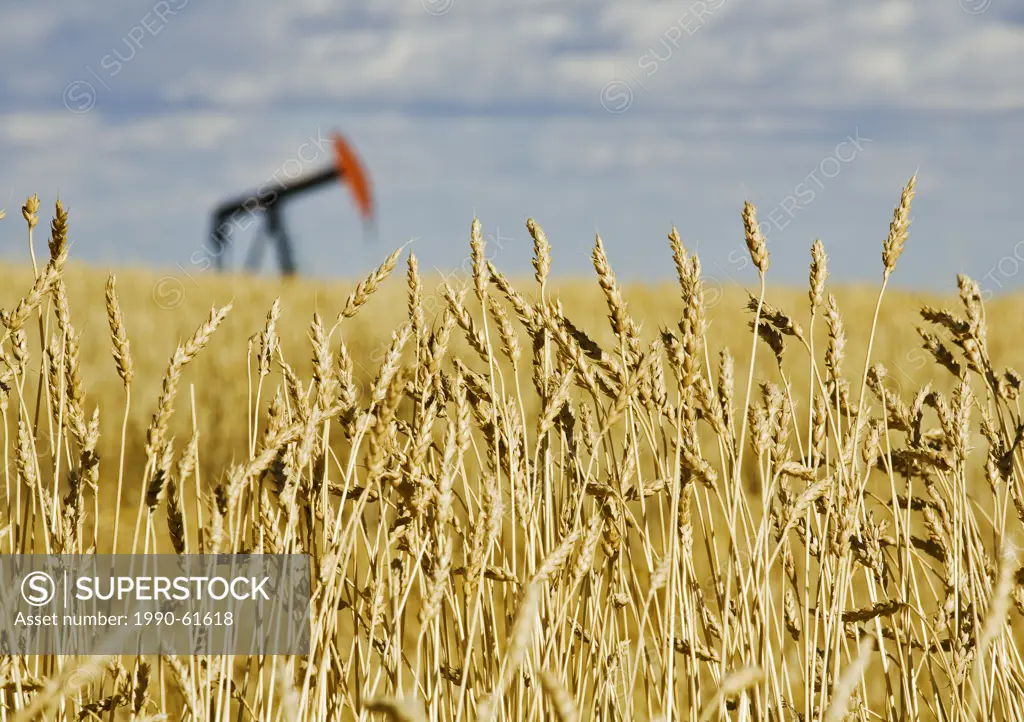 Pump jack in wheat field, near Carstairs, Alberta, Canada.