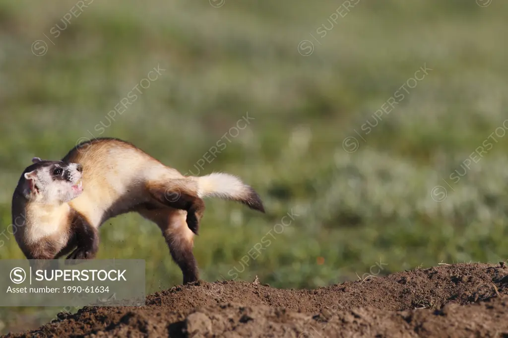 Wild Black_footed Ferret Mustela nigripes, also known as the American polecat or Prairie Dog Hunter, Grasslands National Park, Saskatchewan, Canada, o...