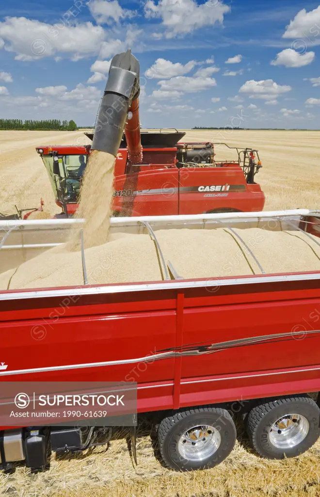 a combine augers barley into a farm truck during the harvest, near Dugald, Manitoba, Canada