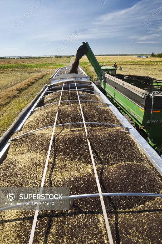 a grain wagon unloads canola into a farm truck during the harvest, near Kamsack, Saskatchewan, Canada