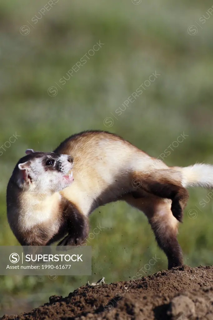 Wild Black_footed Ferret Mustela nigripes, also known as the American polecat or Prairie Dog Hunter, Grasslands National Park, Saskatchewan, Canada, o...