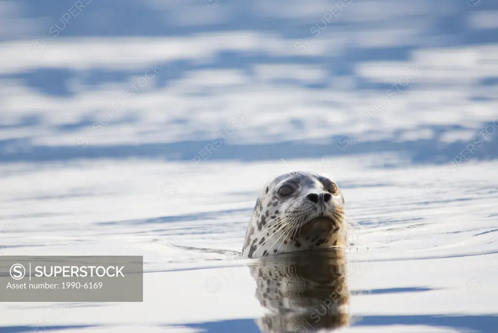 Curious Harbor Seal Phoca vitulina, are common in the ocean waters of British Columbia, Canada
