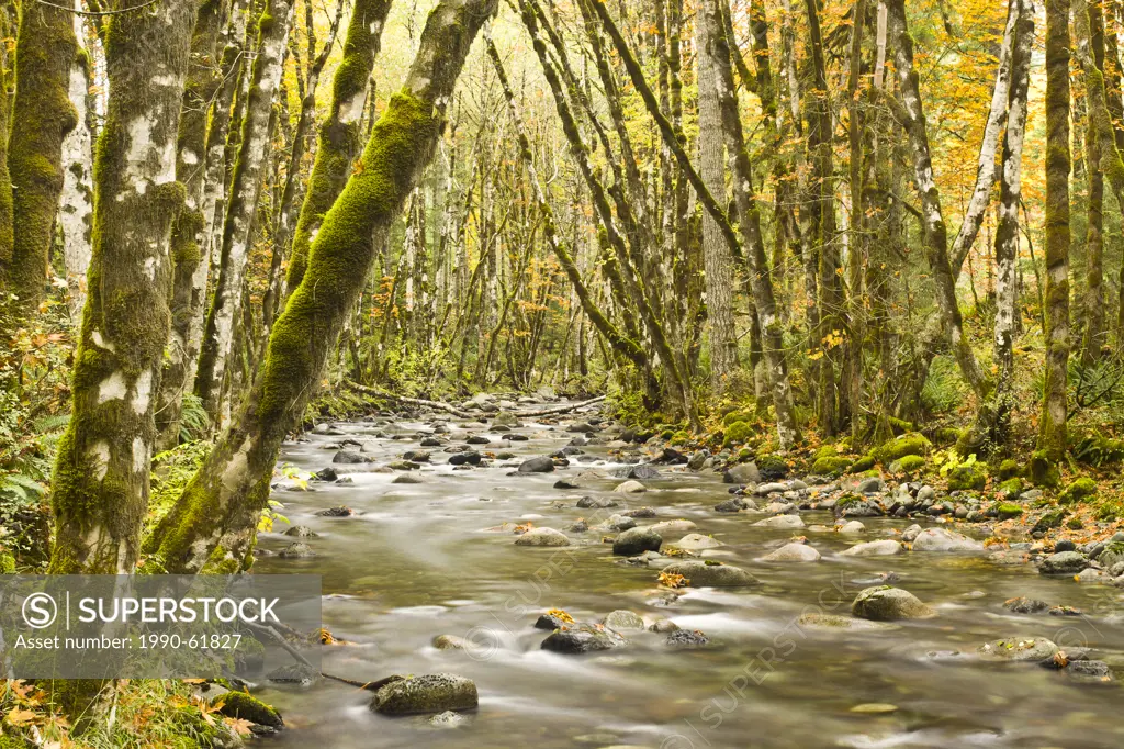 Cottonwood Creek near the town of Youbou on Vancouver Island in the fall. The trees are a mix of Red alders Alnus rubra and Bigleaf maples Acer macrop...