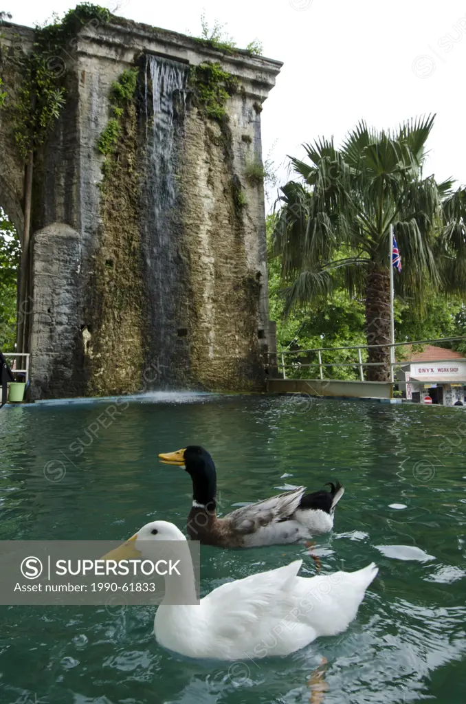 Ducks in pond at Priene, ruins of an ancient Greek city of Ionia at the base of an escarpment of Mycale, 25 kilometres 16mi from ancient Miletus, Tur...
