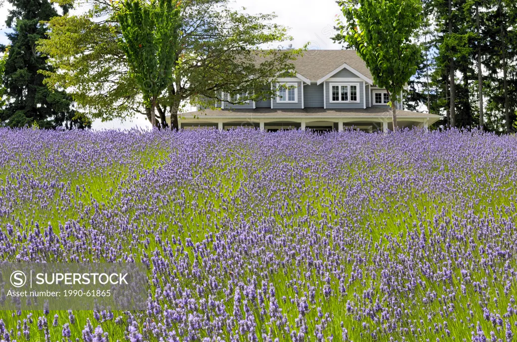 A field of lavender in front of the house at the Damali Lavender Farm and Bed and Breakfast in Cobble Hill, British Columbia, Canada.