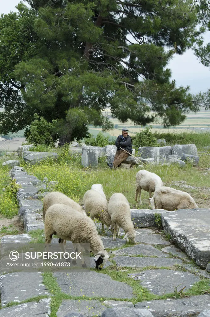 Shepard at Priene, ruins of an ancient Greek city of Ionia at the base of an escarpment of Mycale, 25 kilometres 16mi from ancient Miletus, Turkey