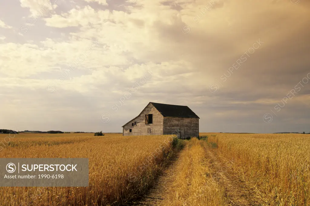 Old barn in maturing spring wheat field, Tiger Hills, Manitoba, Canada