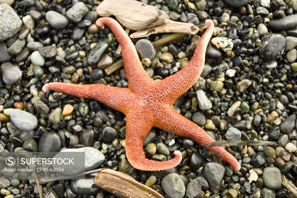 A Sea star on Sombrio Beach near the Juan de Fuca Trail, Southerwestern Vancouver Island, BC, Canada.