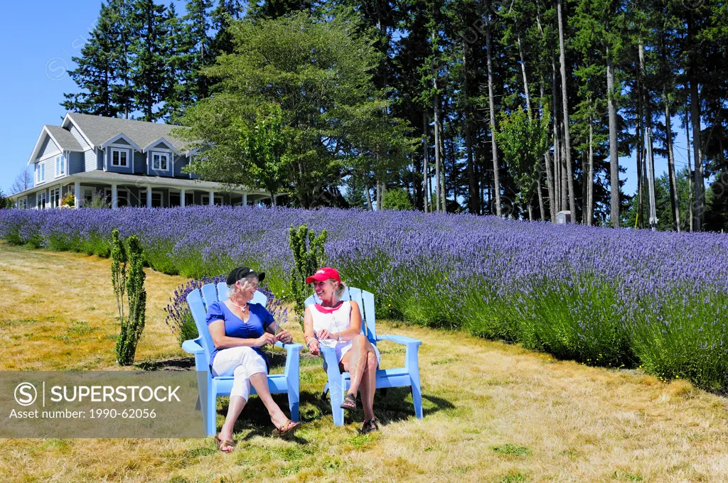 Marcella Hewco on the left _ model release and Louise Haleschuk on the right _ model release sitting in chairs holding freshly picked lavender from a ...