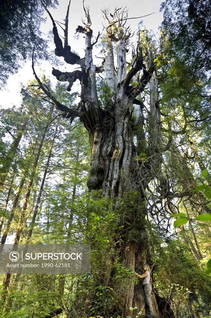 A woman hugs an ancient western redcedar tree thuja plicata that is exhibiting the impressive candelabra_like top sometimes found on some older specim...