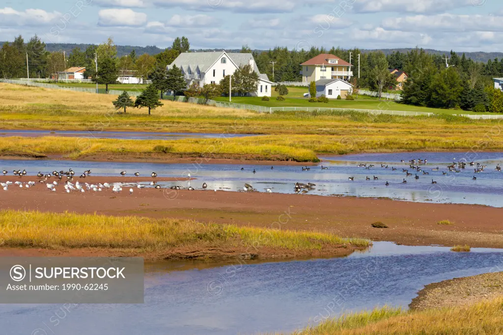 Migrating Canada Geese and Gulls, Hope Town, Gaspe, Quebec, Canada