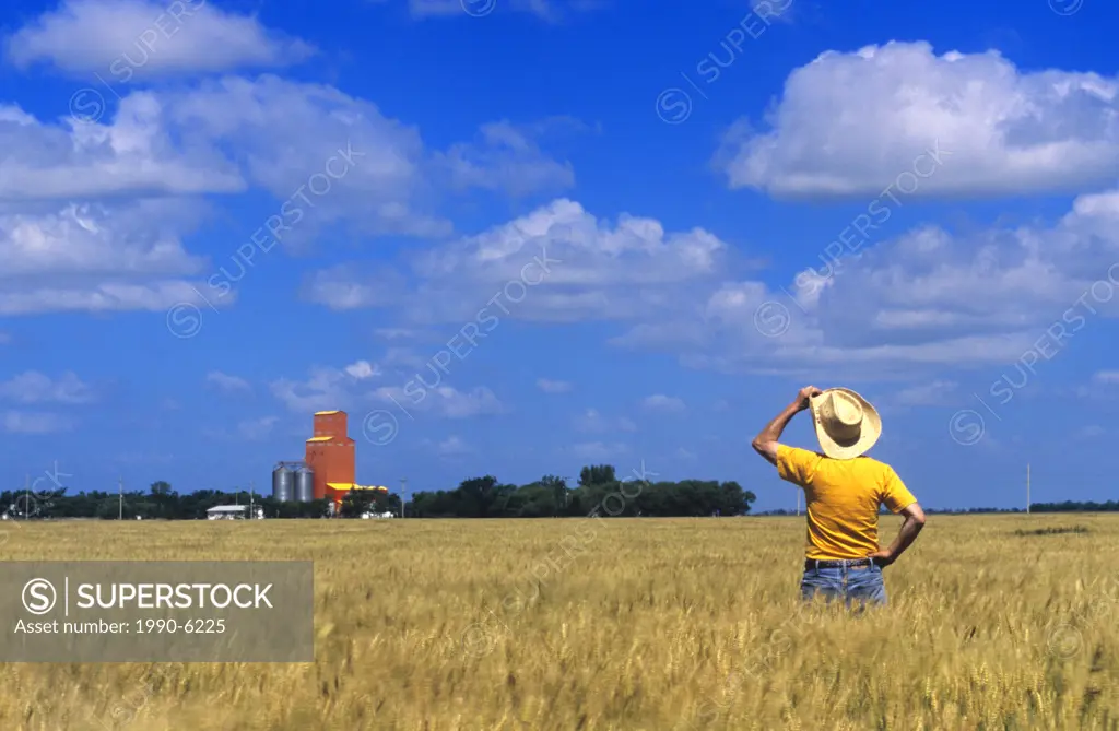 Man in wind blown maturing winter wheat field, with grain storage structure in the background, near Carey, Manitoba, Canada