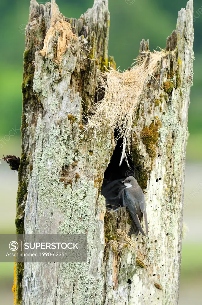 A Tree Swallow Tachycineta bicolor tends to its nest in a hollow tree in Cowichan Bay, British Columbia, Canada.