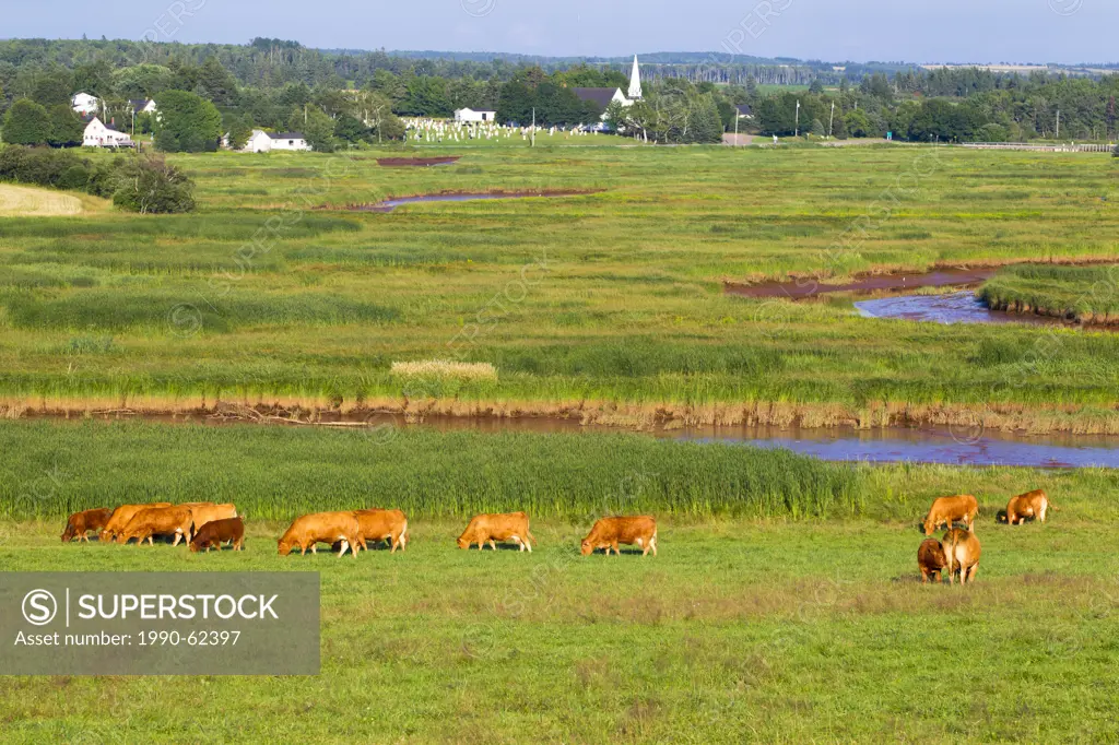 Beef cattle, Tryon, Prince Edward Island, Canada