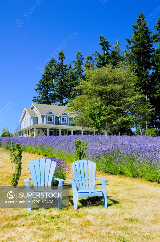 Two blue chairs and a field on lavender in front of the house at the Damali Lavender Farm and Bed and Breakfast in Cobble Hill, British Columbia, Cana...