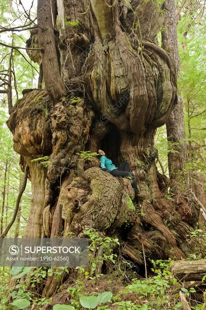 A giant old_growth western redcedar tree thuja plicata in the Pacific Rim National Park Reserve near Nitinat Lake on southwestern Vancouver Island, Br...