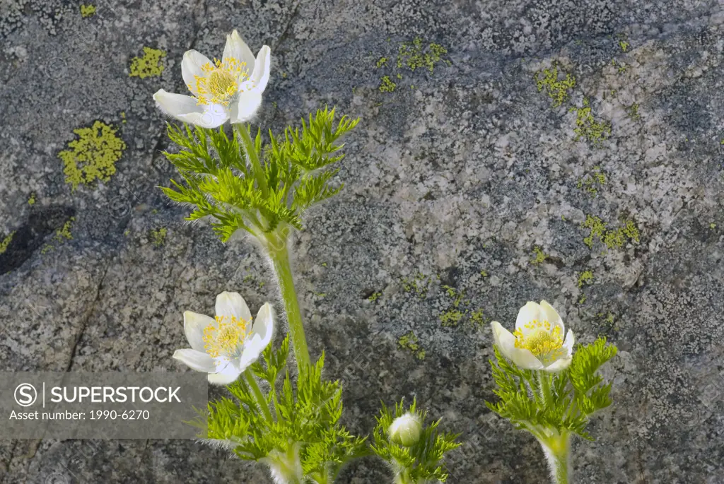 Early spring wildflowers, Western Anemone flowers in front of rock with lichen on it, British Columbia, Canada