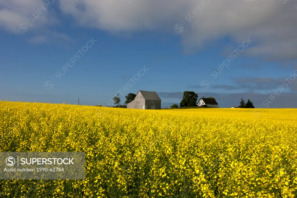 Farm and Canola Field in bloom, Guernsey Cove, Prince Edward Island, Canada