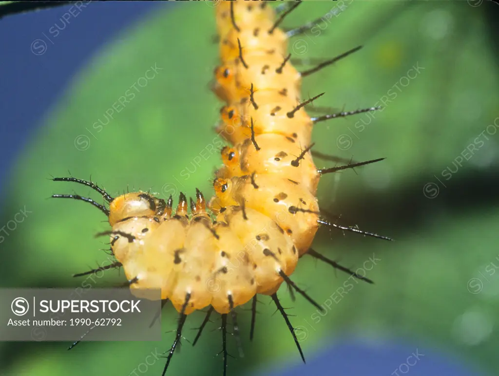 The Red Postman or Crimson_patched Longwing Butterfly larva, Heliconius erato petiverana, S TX, E Mexico to Panama