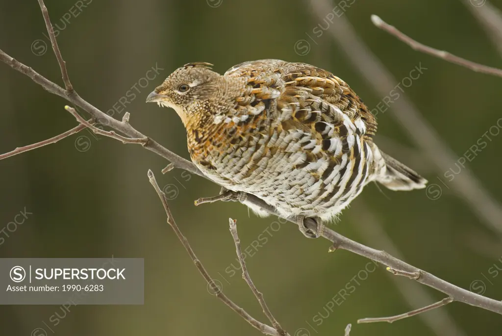 Ruffed grouse in winter eating buds from alder tree, Selkirk Mountains, British Columbia, Canada
