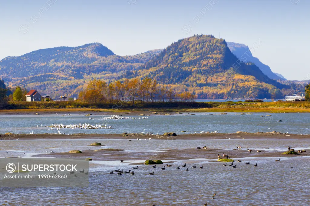 Canada Geese and Snow Geese, Bic National Park, Quebec, Canada