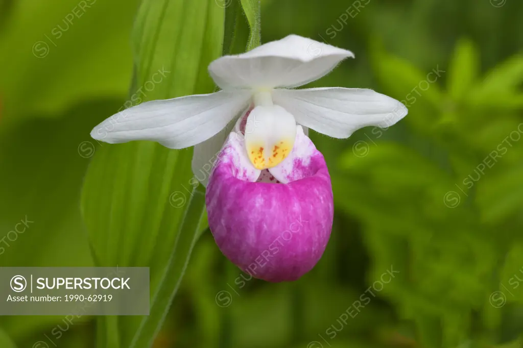 Showy Lady Slipper Cypripedium reginae, Orchid, Wildflower