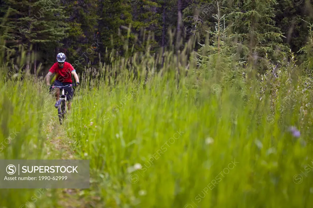 A male mountain biker riding through tall grass. Canmore, Alberta, Canada