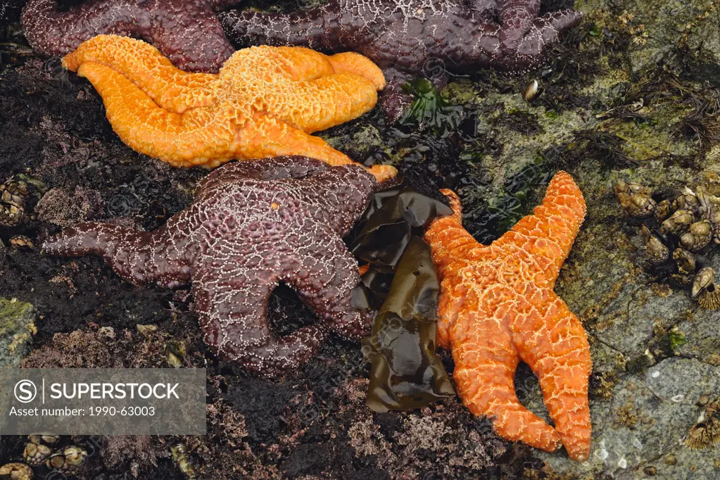 Ochre sea stars Pisaster ochraceus at low tide, Hope Island, Vancouver Island, British Columbia, Canada