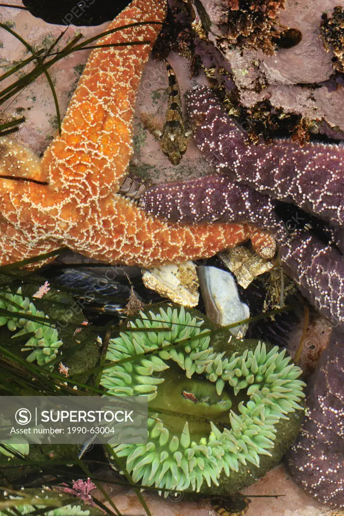 Ochre sea stars Pisaster ochraceus Tidepool sculpin Oligocottus maculosus and Giant Green Anemone Anthopleura xanthogrammica at low tide, Hope Island,...