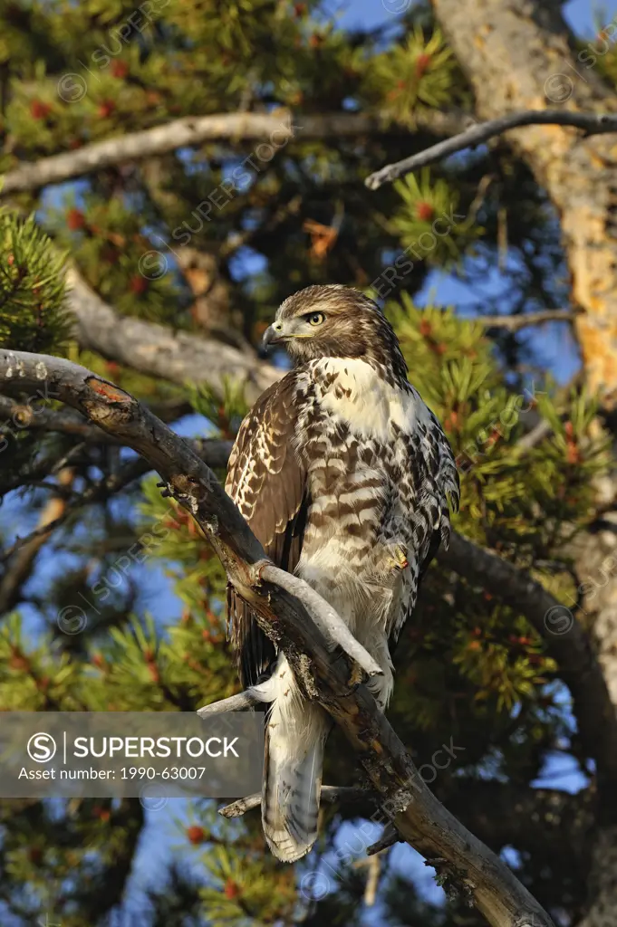 Red_tailed Hawk Buteo jamaicensis Juvenile specimen, Yellowstone NP, Wyoming, USA