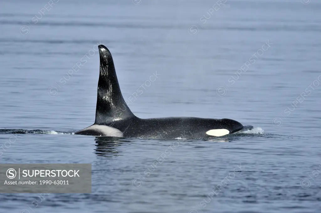 killer whale Orcinus orca Bull member of the Resident pod in its summer salmon feeding territory, Johnstone Strait, Vancouver Island, British Columbia...