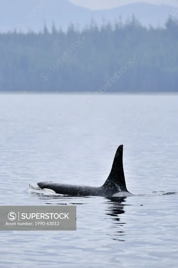killer whale Orcinus orca Bull member of the Resident pod in its summer salmon feeding territory, Johnstone Strait, Vancouver Island, British Columbia...