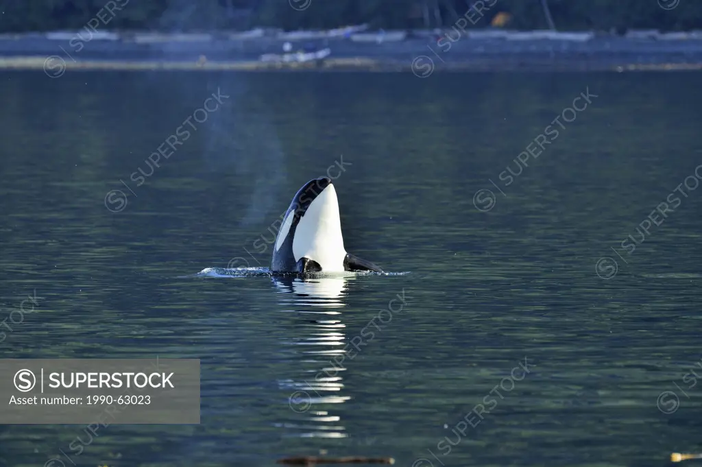 Killer whale Orcinus orca Member of Resident pod displaying spy hopping behaviour, Johnstone Strait, Vancouver Island, British Columbia, Canada