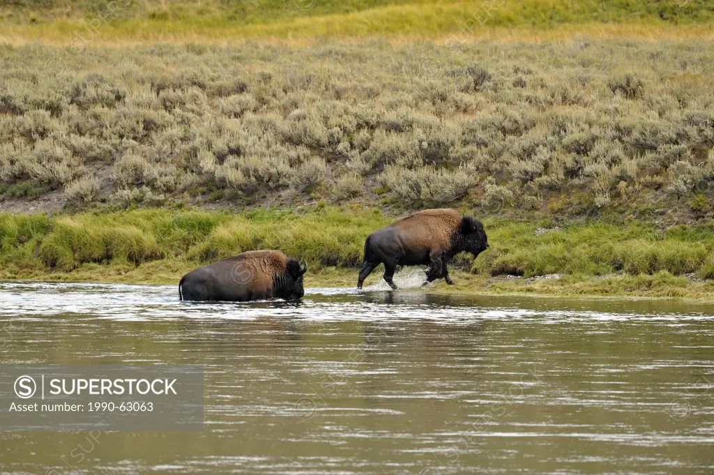 American Bison Bison bison Swimming Yellowstone river, Yellowstone NP, Wyoming, USA
